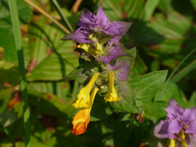 Melampyrum sylvaticum?